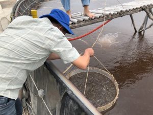 Mô hình “Phòng bệnh 90 ngày” – Giải pháp toàn diện của Vinhthinh Biostadt cho vấn đề phân trắng và EHP