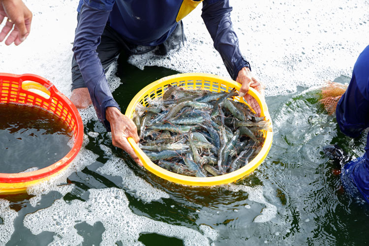 🐟 Tin tức thuỷ sản hôm nay – 27/07/2025